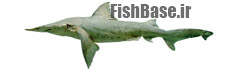 Isogomphodon oxyrhynchus >> کوسه پوزه خنجری