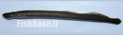 Lampetra similis
