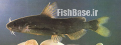 Leiocassis crassilabris