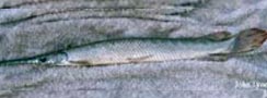 Lepisosteus oculatus