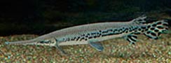 Lepisosteus osseus