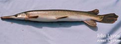  Lepisosteus platostomus