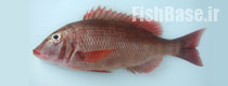 Lethrinus atlanticus >> شهری ماهی اطلس