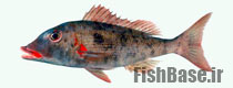 Lethrinus conchyliatus >> شهری سرخ گونه