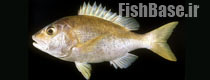 Lipocheilus carnolabrum