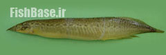 Macrognathus pancalus >> مارماهی گزنده مخطط