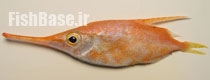 Macroramphosus gracilis >> میگوماهی نازک