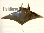 Manta birostris >> رامک ماهی بزرگ