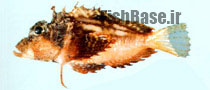 Minous trachycephalus >> گزنده ماهی