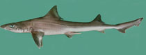 Mustelus mosis