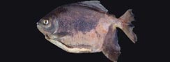 Myleus pacu