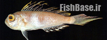 Owstonia tosaensis