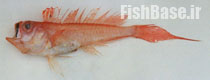 Owstonia totomiensis >> نوارماهی دم کوتاه