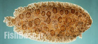 Pardachirus balius >> کفشک ابلق
