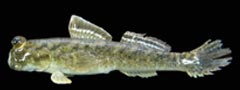 Periophthalmus minutus