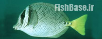 Prionurus punctatus >> جراح ماهی دم زرد
