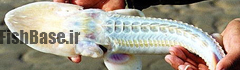 Pseudoscaphirhynchus kaufmanni >> تاسماهی آمودریا