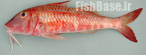 Pseudupeneus prayensis >> بزماهی