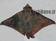Pteromylaeus bovinus >> رامک ماهی گاوی