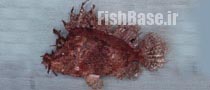 Rhinopias frondosa >> عقرب ماهی علفی