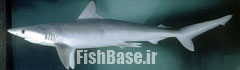 Rhizoprionodon acutus >> کوسه شیری
