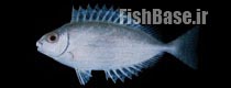 Siganus rivulatus >> خرگوش ماهی مرمری