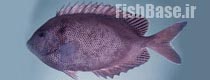 Siganus stellatus >> خرگوش ماهی