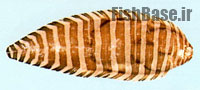 Strabozebrias cancellatus >> کفشک چنگکی