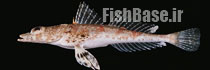Thysanophrys chiltonae >> سرپهن پوزه دراز