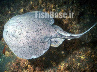 Torpedo californica >> سپرماهی برقدار