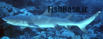 Triaenodon obesus >> کوسه کفزی پوزه سفید