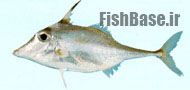 Trixiphichthys weberi >> سه خاره ماهی