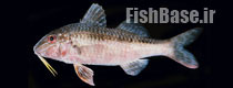 Upeneichthys lineatus >> بزماهی خط آبی