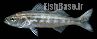 Xenistius californiensis
