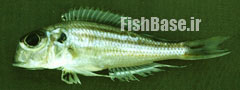 Xenotilapia sima