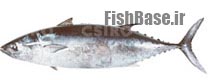Allothunnus fallai >> تن ماهی باریک