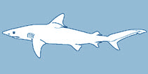 Carcharhinidae