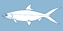 Chanidae