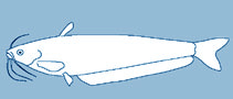 siluridae