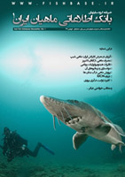 شماره یک