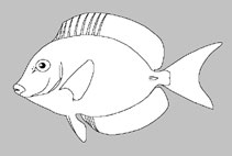 Acanthuridae