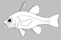 Apogonidae 