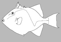 Balistidae