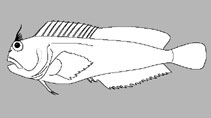 Blenniidae