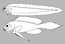 Cepolidae