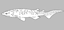 Echinorhinidae
