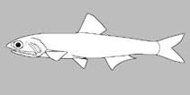 Engraulidae