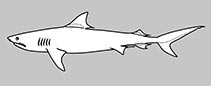 Galeocerdonidae