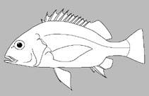Haemulidae