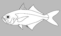 Lactariidae 